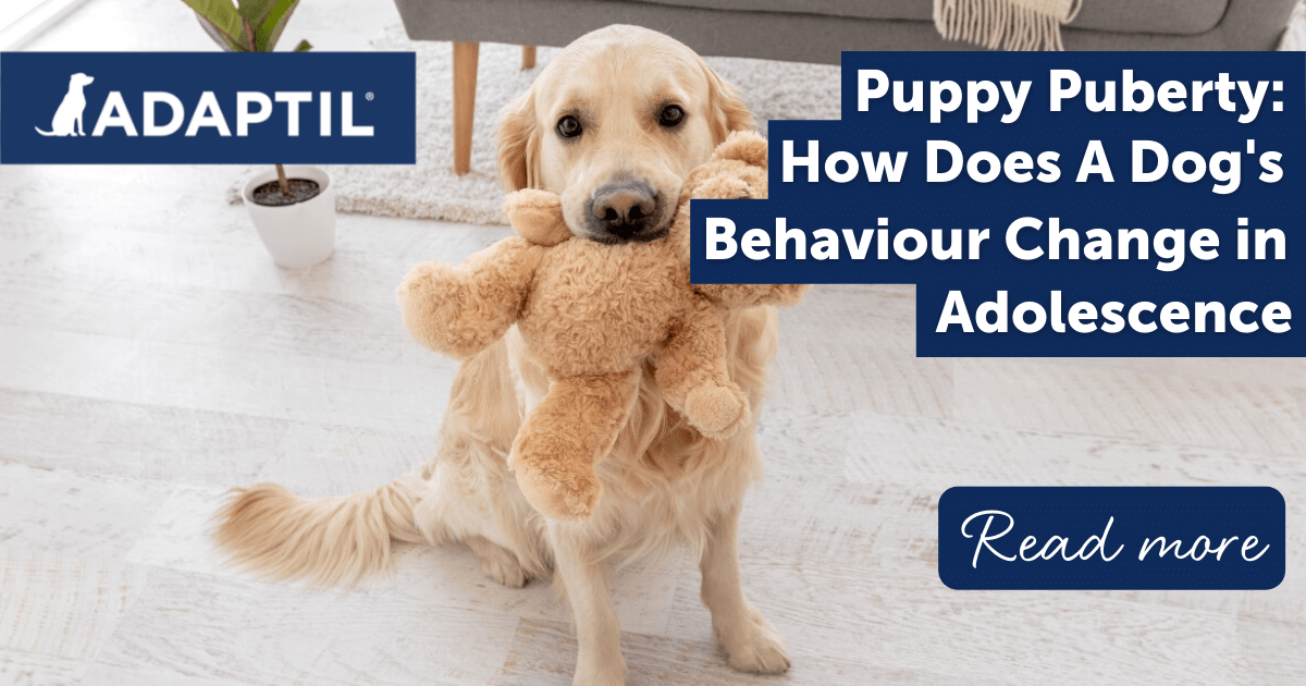 Puppy Puberty How Does a Dog's Behaviour Change in Adolescence?